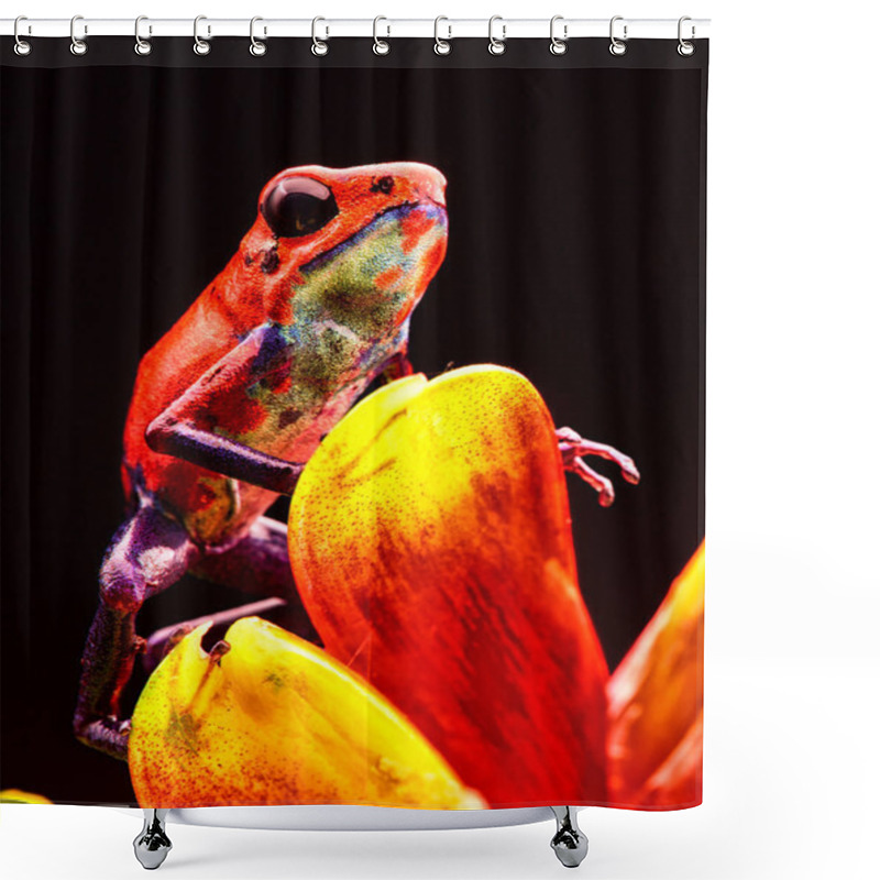 Personality  Red Strawberry Poison Dart Frog Costa Rica Shower Curtains