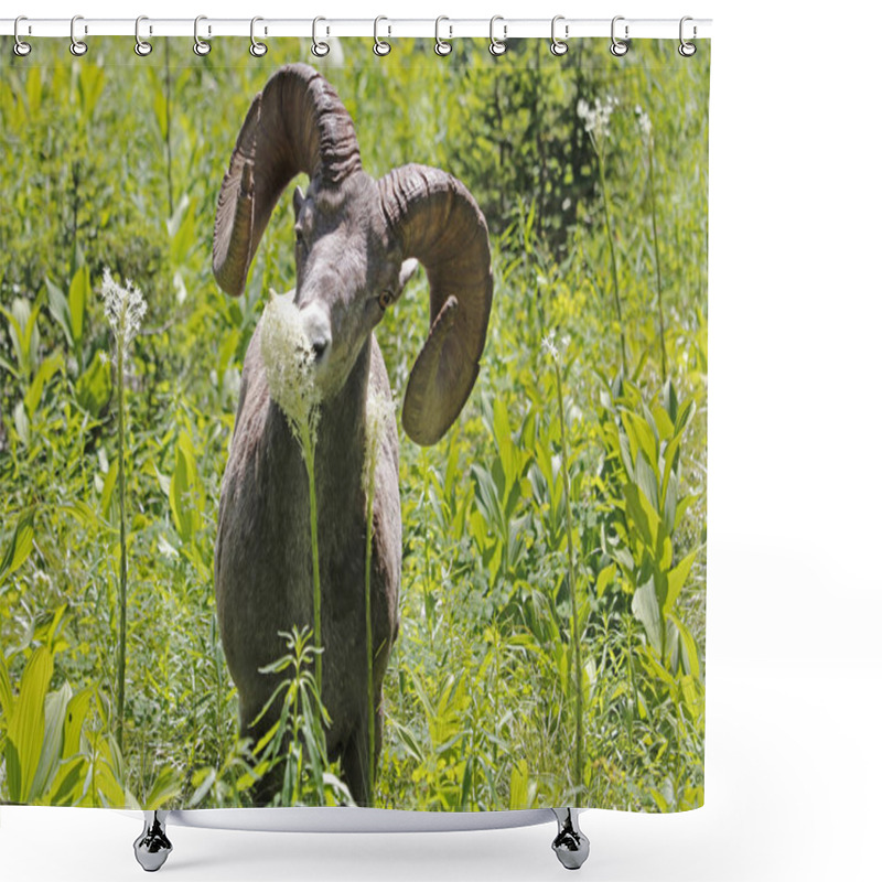 Personality  Bighorn Sheep Eating Beargrass Shower Curtains