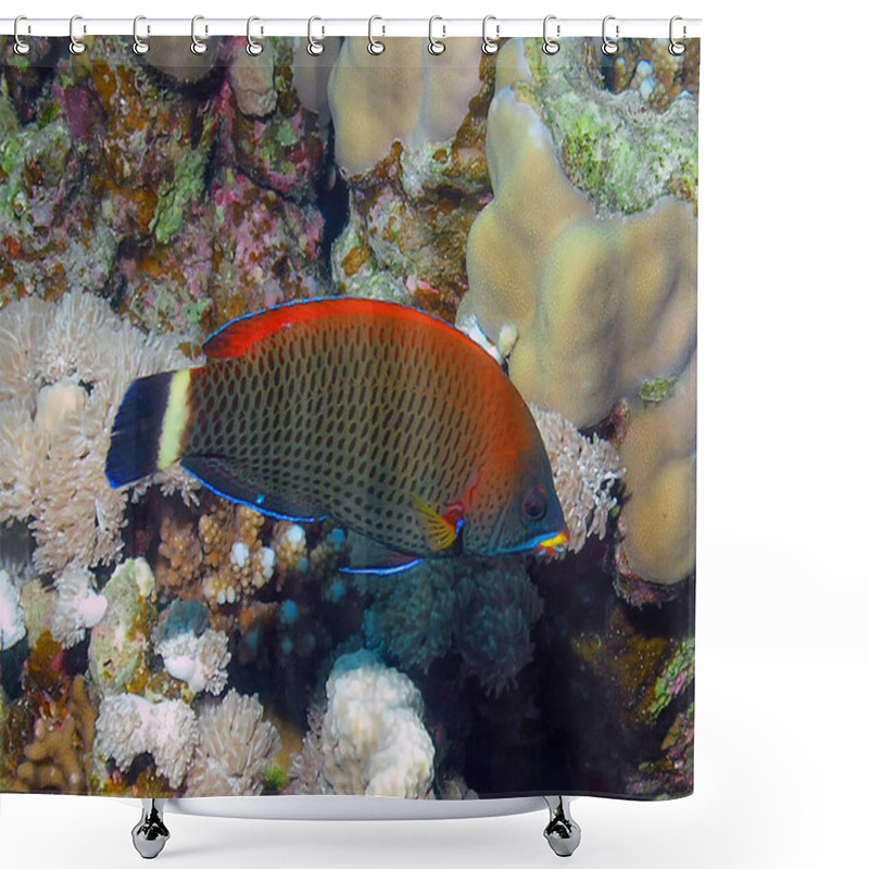 Personality  A Chiseltooth Wrasse (Psuedodax Moluccanus) In The Red Sea, Egypt Shower Curtains