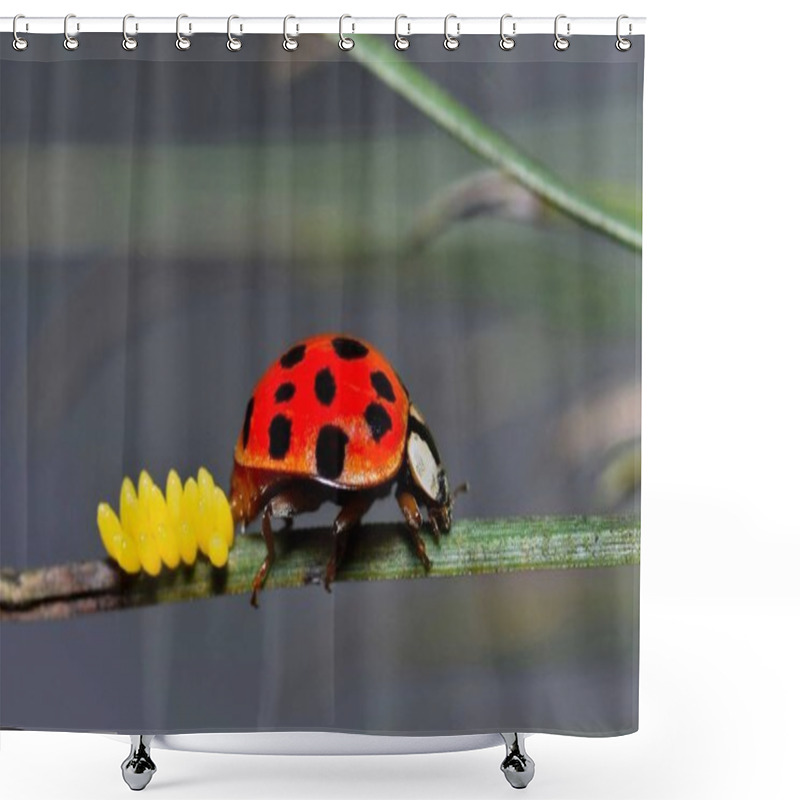 Personality  A Red Lady Beetle Laying A Clutch Of Eggs On A Single Pine Needle During A Warm Spring Day In Houston, TX. Shower Curtains