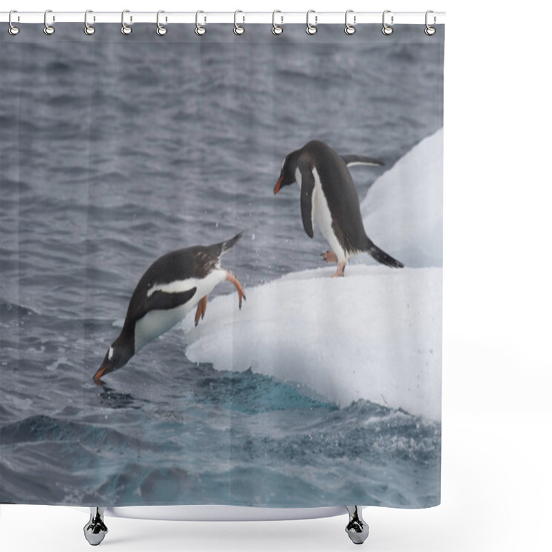 Personality  Gentoo Penguin Jump In Water Shower Curtains