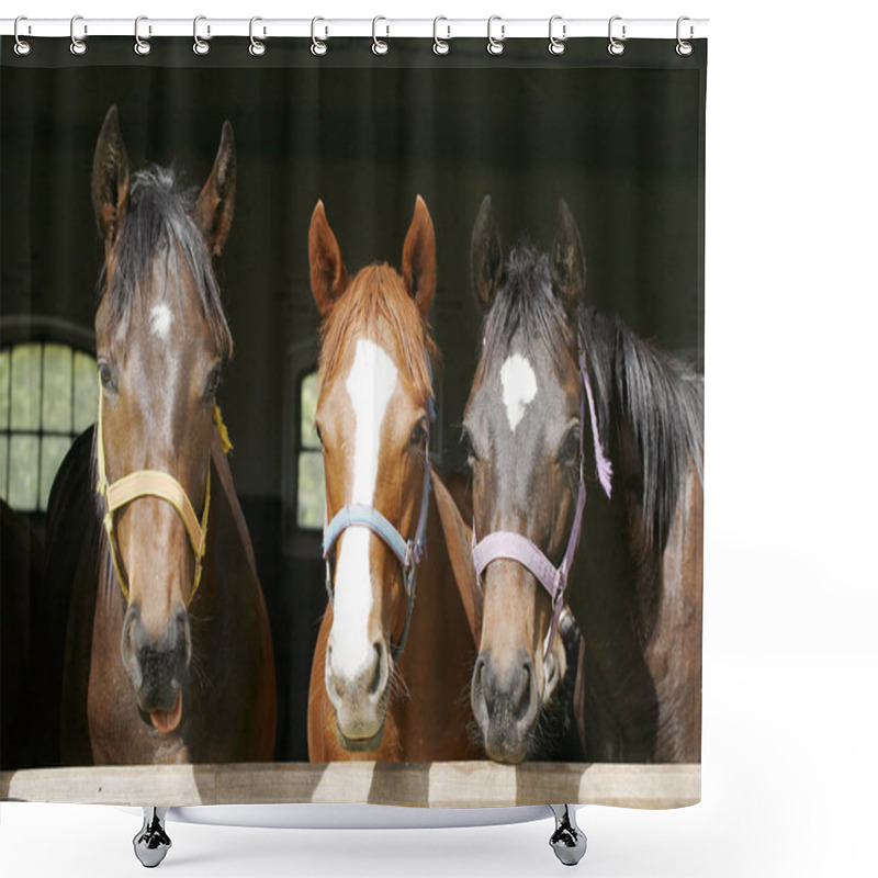 Personality  Thoroughbred Young Horses Looking Over Wooden Barn Door In Stabl Shower Curtains