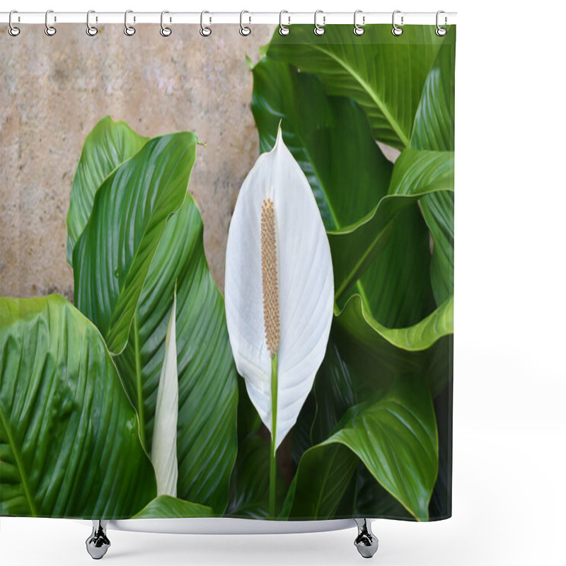 Personality  White Spathiphyllum - Peace Lily Shower Curtains