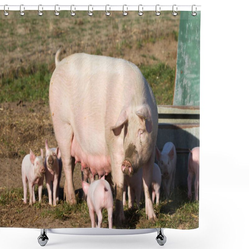 Personality  Sows And Piglets Outside The House In The Open Shower Curtains