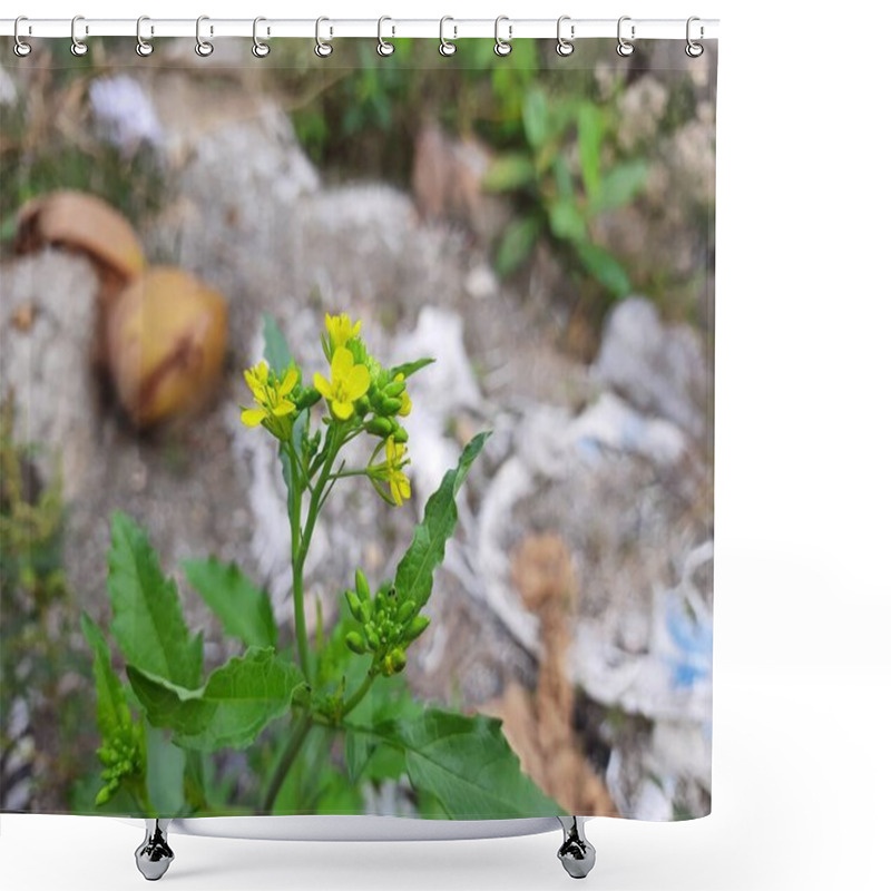 Personality  Closeup Of Beautiful Mustard Flower Sinapis Aiba Yellow Flowers And Plant In A Nature Background. Hedge Mustard Or Sisymbrium Officinale Is An Old Cultivation And Medicinal Plant. Shower Curtains