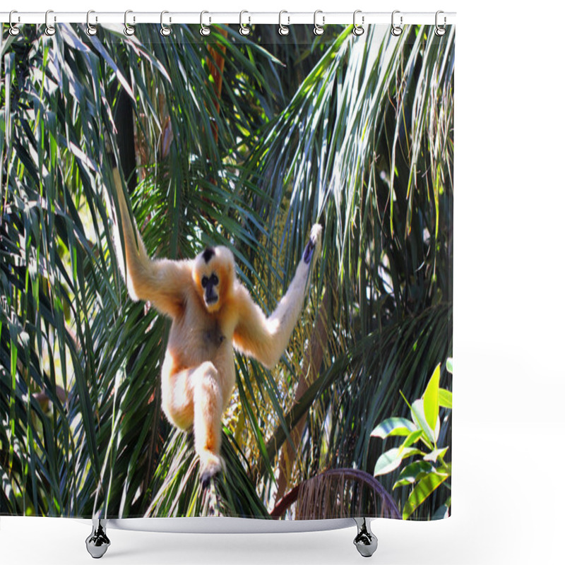 Personality  Female Northern White-Cheeked Gibbon Shower Curtains