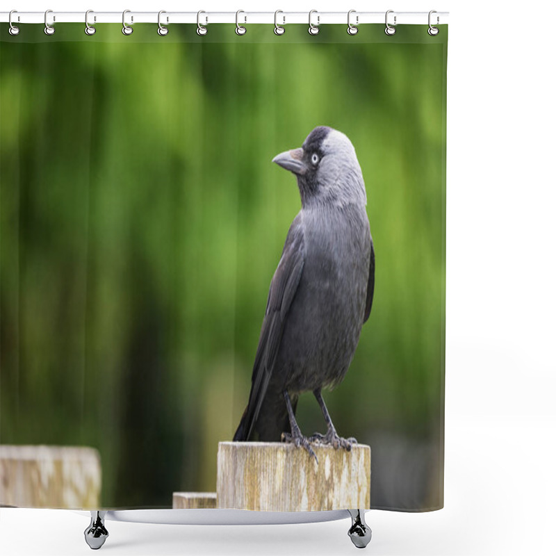 Personality  adult jackdaw on a fence post shower curtains