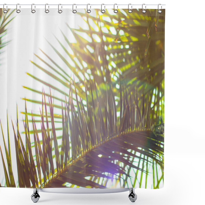 Personality  Palm Leaves Against The Sky. Defocused Abstract Tropical Background, Soft Light. Shower Curtains