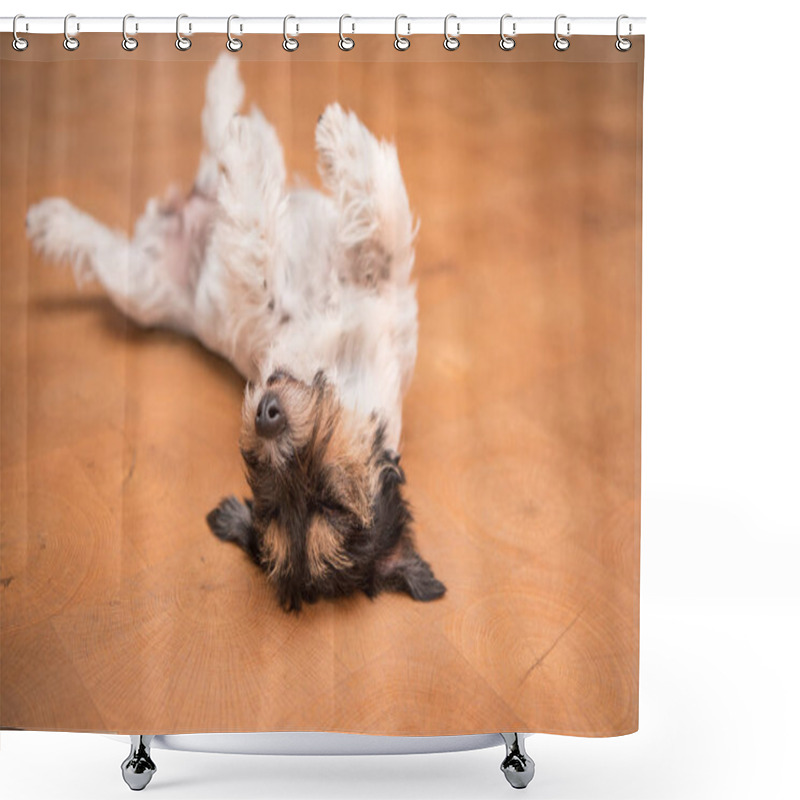 Personality  Dog Laying Upside Down On Back. Naughty Jack Russell Terrier Dog Shower Curtains