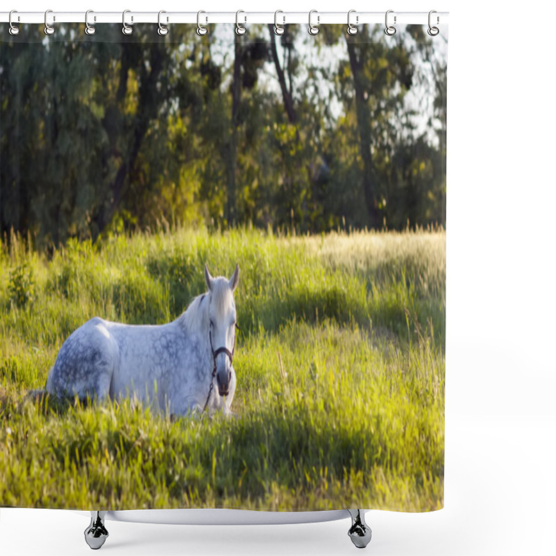 Personality  Beautiful  White Horse Lying In Green Grass Shower Curtains