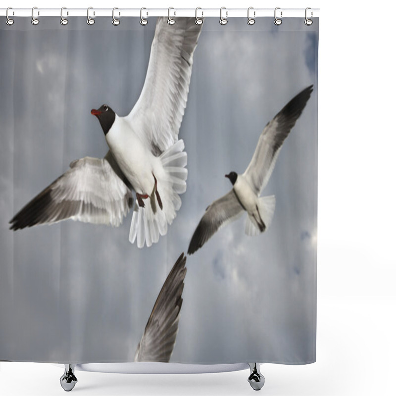 Personality  Seagulls In Flight. Shower Curtains