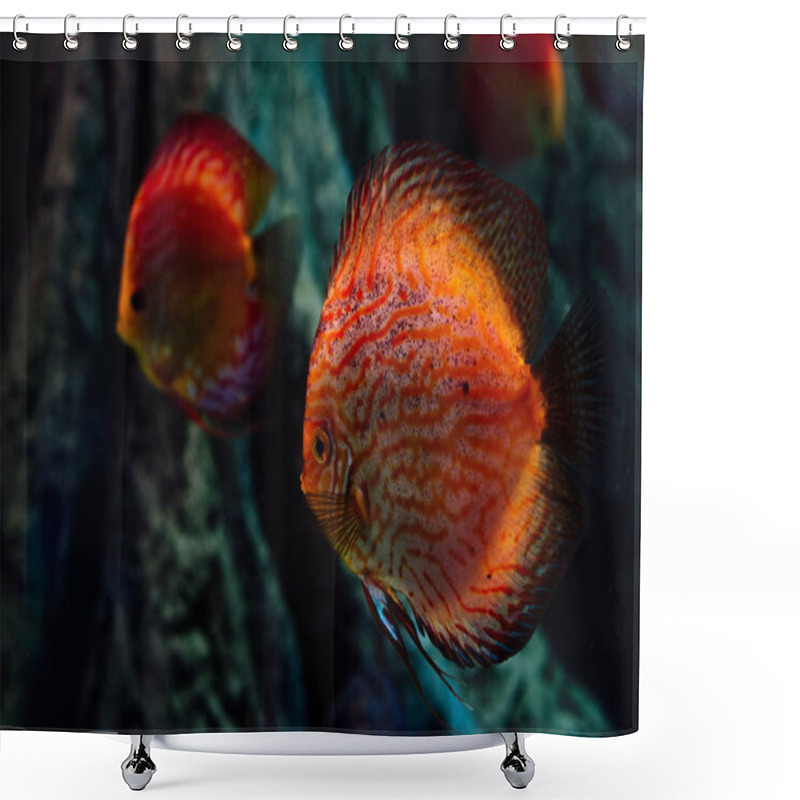 Personality  Selective Focus Of Red Fish Swimming Under Water In Dark Aquarium Shower Curtains