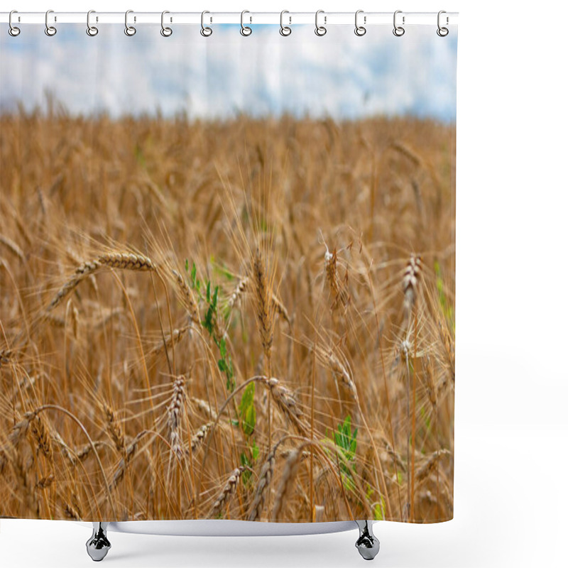 Personality  Wheat Field. Ears Of Golden Wheat Close Up. Shower Curtains