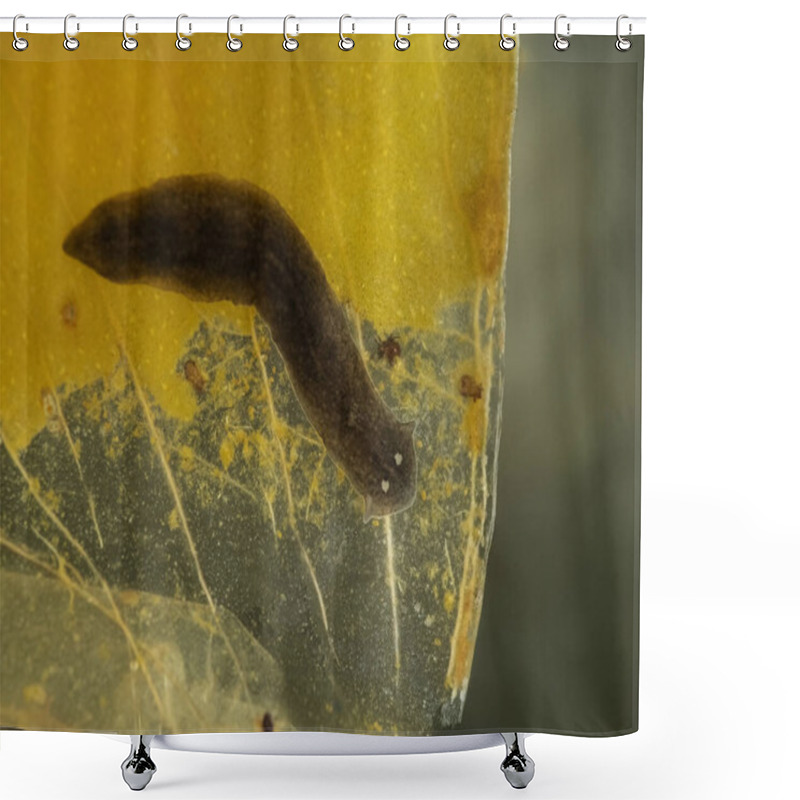 Personality  Black Planarian Flatworm (Girardia Dorotocephala) From A Stream In Delta, British Columbia, Canada, Crawling Across The Dead Leaf Of An Aquatic Plant Shower Curtains