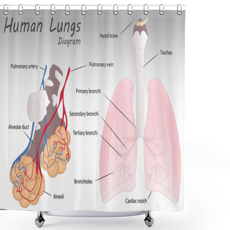 Personality  Human Lungs Diagram Shower Curtains