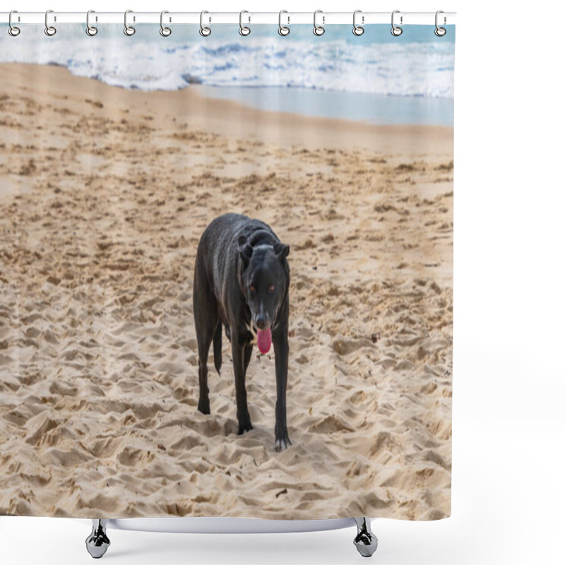 Personality  Rocky The Black Labrador Cross Kelpie At One Mile Beach In Forster On The Barrington Coast, NSW, Australia. Shower Curtains