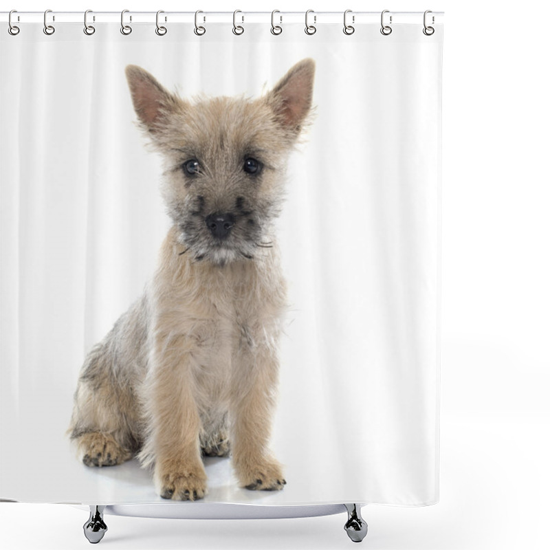 Personality  Puppy Cairn Terrier Shower Curtains