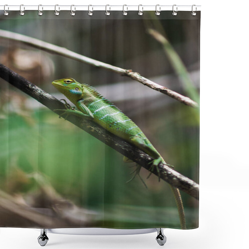 Personality  A Vibrant Common Green Forest Lizard Calotes Calotes Perched On A Branch In Sri Lanka S Tropical Forest. Perfect For Themes Of Wildlife, Biodiversity, And Exotic Reptilian Species.  Shower Curtains