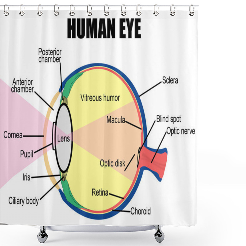 Personality  Human Eye Shower Curtains