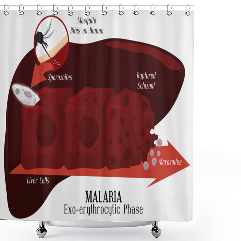 Personality  Malarian Plasmodium Life Cycle: Liver Infection, Vector Illustration Shower Curtains