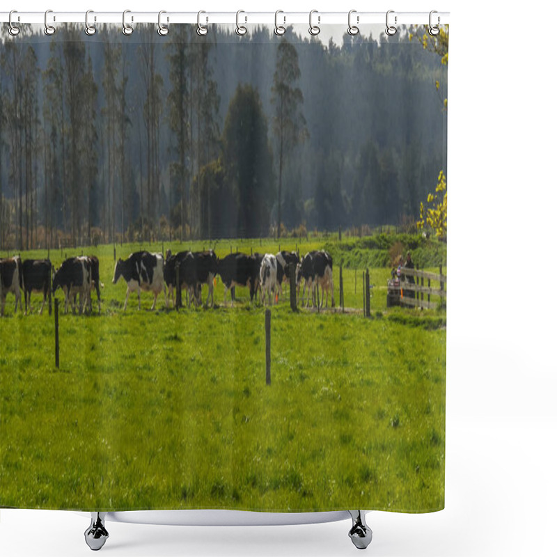 Personality  A Farmer On An ATV Brings In The Cows On A Dairy Farm In New Zealand Shower Curtains