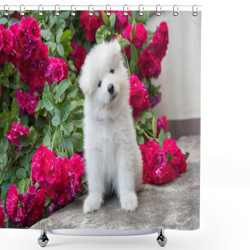 Personality  White Furry Samoyed Puppy Sitting With Some Beautiful Red Roses Around It Shower Curtains