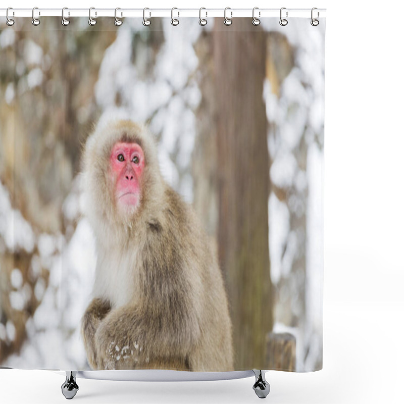 Personality  Japanese Macaque Or Snow Monkey At Jigokudan Park Shower Curtains