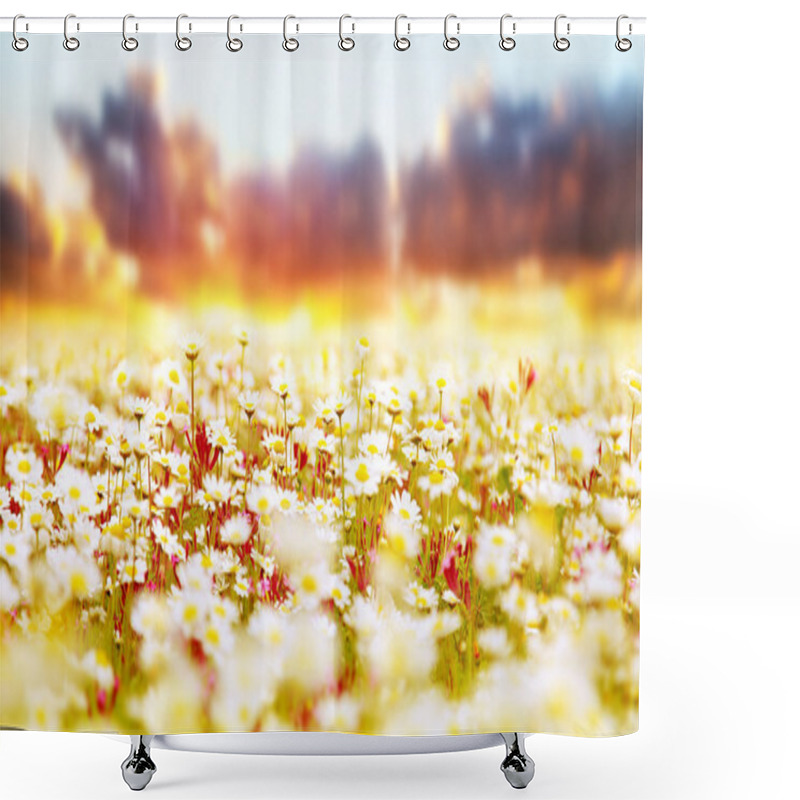 Personality  Daisy Field Over Sunset Shower Curtains