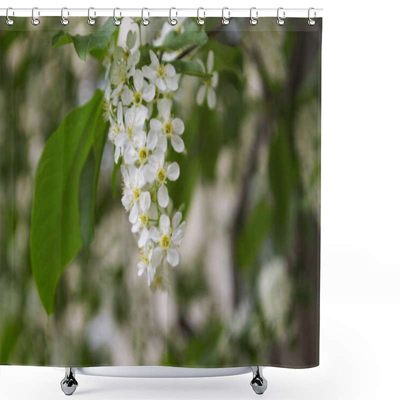 Personality  Branches Of A White Blooming Bird Cherry Tree With Green Leaves, White Flowers And Buds On Blurred Spring Garden Background Shower Curtains