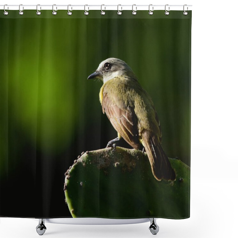 Personality  Dusky-chested Flycatcher (Myiozetetes Granadensis) On A Cactus Leaf. Shower Curtains