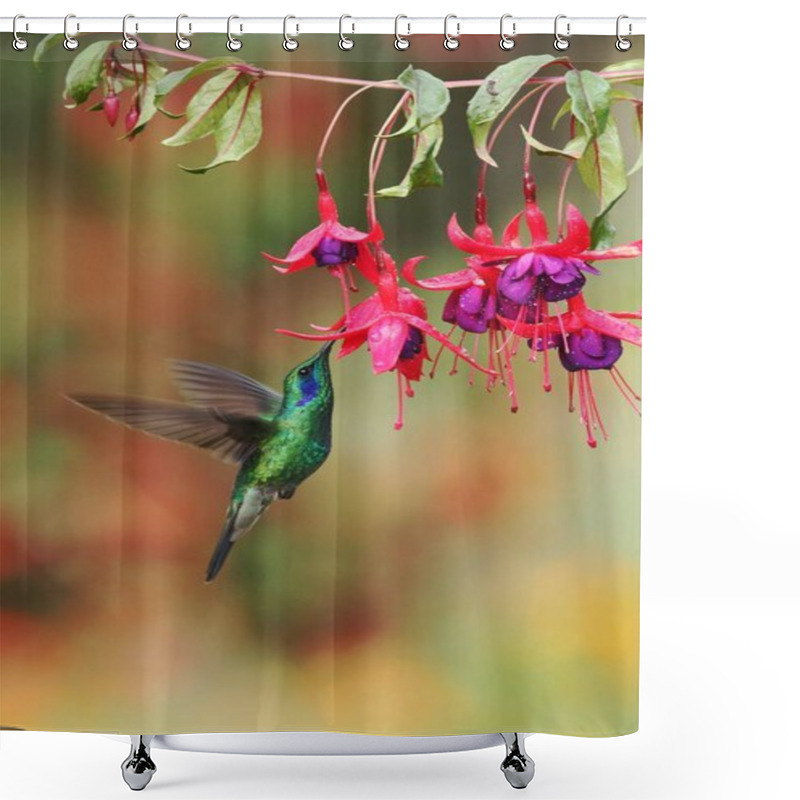 Personality  Green Violetear, Colibri Thalassinus, Hovering Next To Red Flower In Garden, Bird From Mountain Tropical Forest, Savegre, Costa Rica, Natural Habitat, Beautiful Hummingbird, Colourful Background Shower Curtains