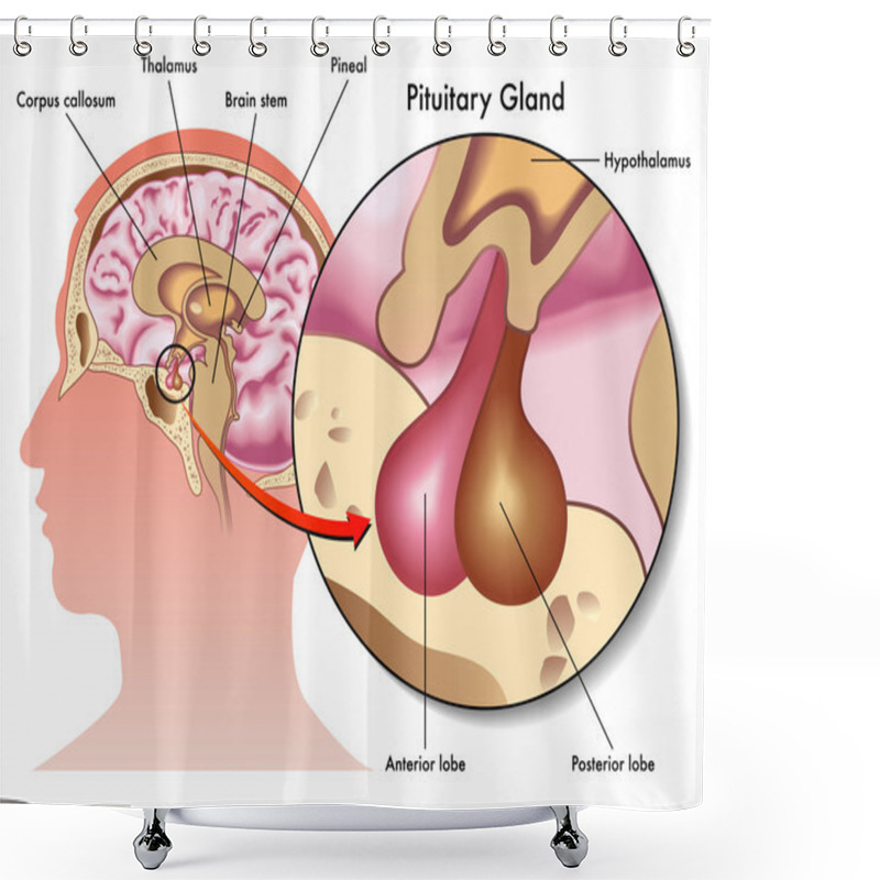 Personality  Pituitary Gland Shower Curtains