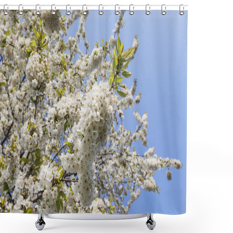 Personality  White Cherry Blossoms Shower Curtains