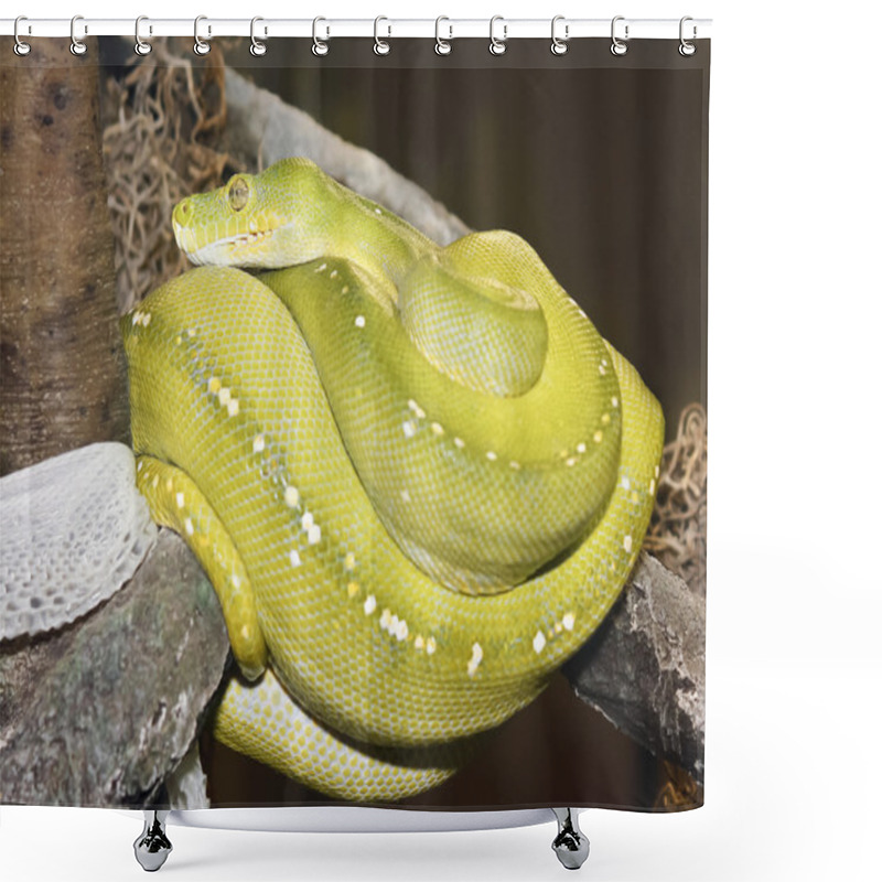 Personality  A Green Tree Python Coiled After Shedding Shower Curtains