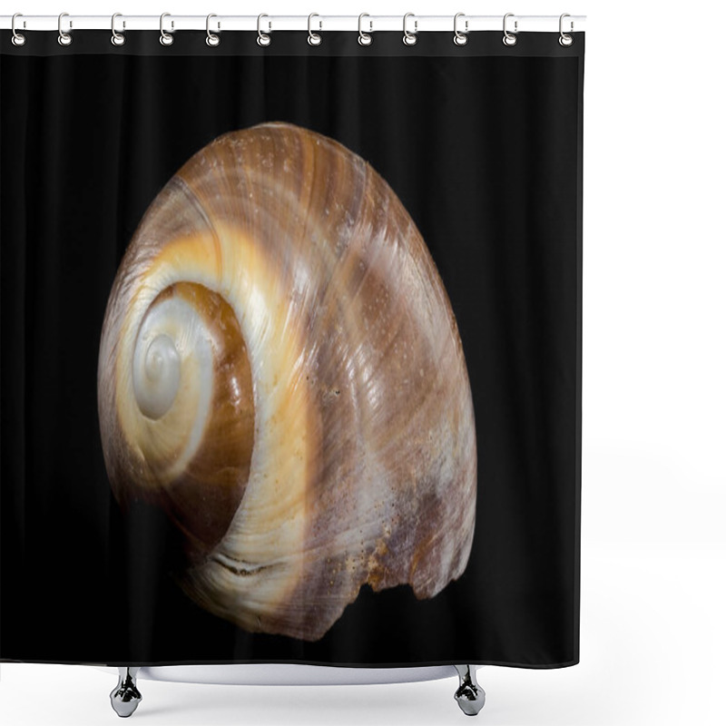 Personality  A Polished Brown Moon Snail Shell With Subtle Cream And White Spirals, Resting Elegantly On Textured Driftwood Against A Stark Black Background, Showcasing Its Natural Beauty And Smooth Finish Shower Curtains