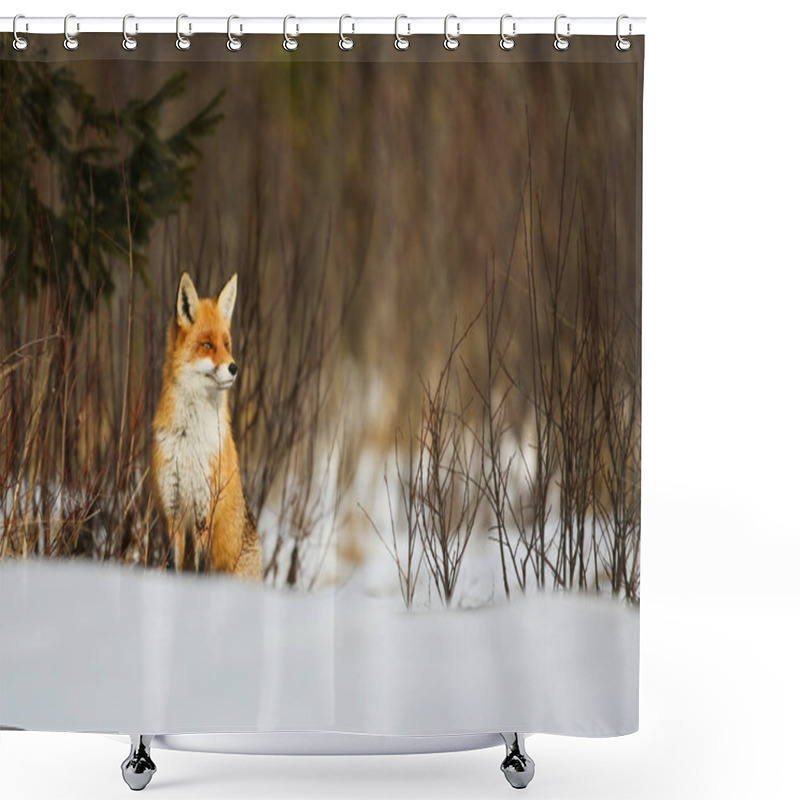 Personality  Red Fox Sitting On Snowy Meadow In Wintertime Nature. Shower Curtains