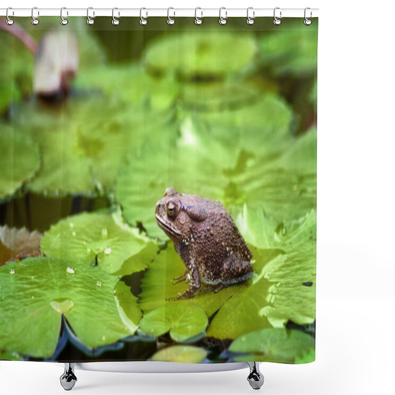 Personality  Frog On Lilypad Shower Curtains