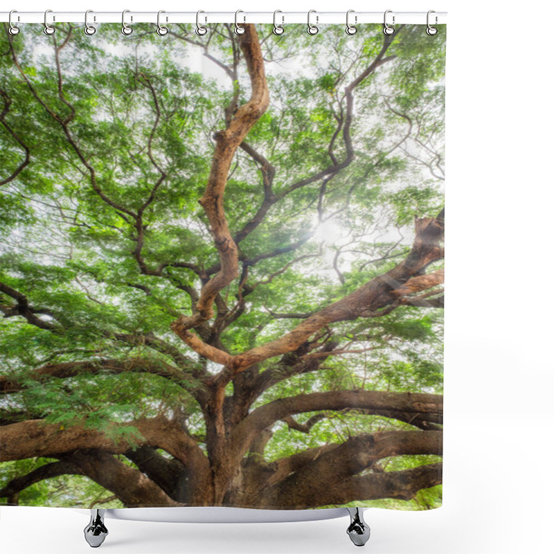 Personality  Big Rain Tree Branch Shady Shower Curtains