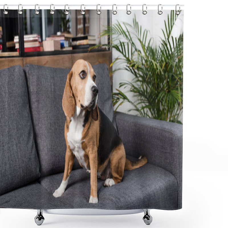 Personality  Beagle Dog On Sofa Shower Curtains