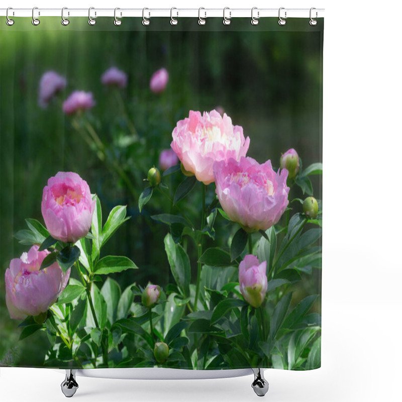 Personality  Blooming Pink Peonies In A Garden Setting. Paeonia Lactiflora Raspberry Sundae Shower Curtains