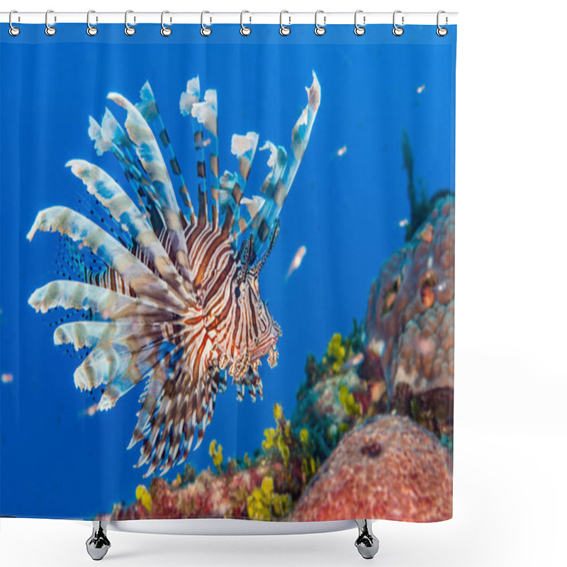 Personality  Common Lionfish (Pterois Volitans) Is An Invasive Species In The Caribbean. Bahamas, December Shower Curtains