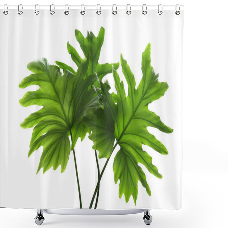 Personality  Tropical Philodendron Leaves Isolated On White Shower Curtains