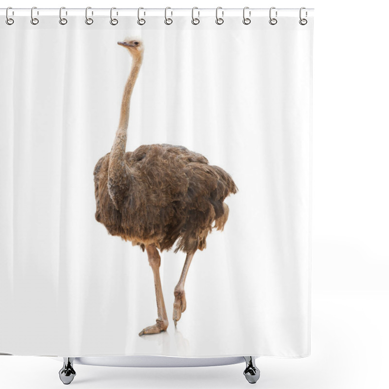 Personality  Portrait Of A Ostrich Shower Curtains