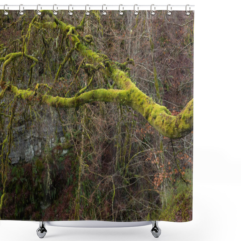 Personality  Green Moss Covering Branches In A Forest Shower Curtains