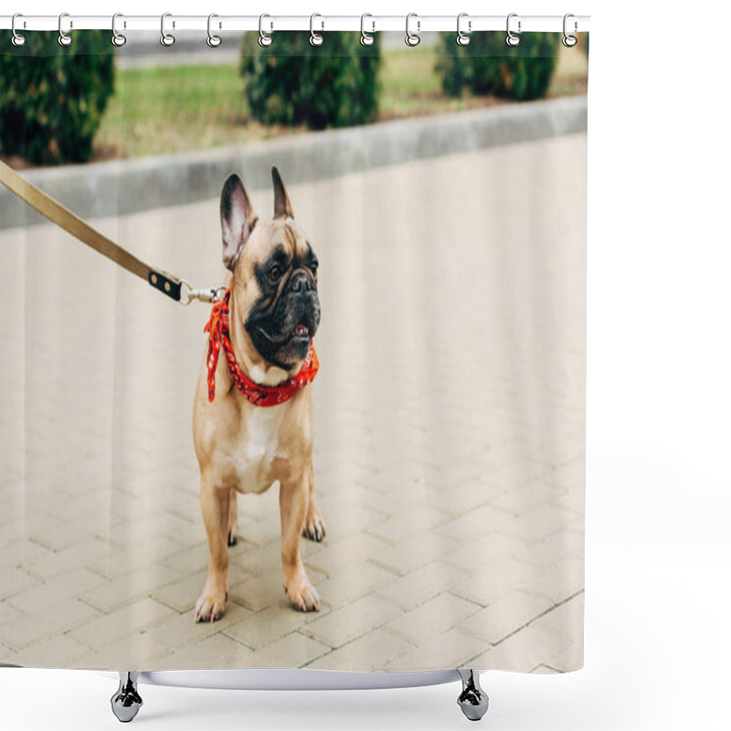 Personality  Cute And Leashed Purebred French Bulldog In Red Scarf On Street  Shower Curtains