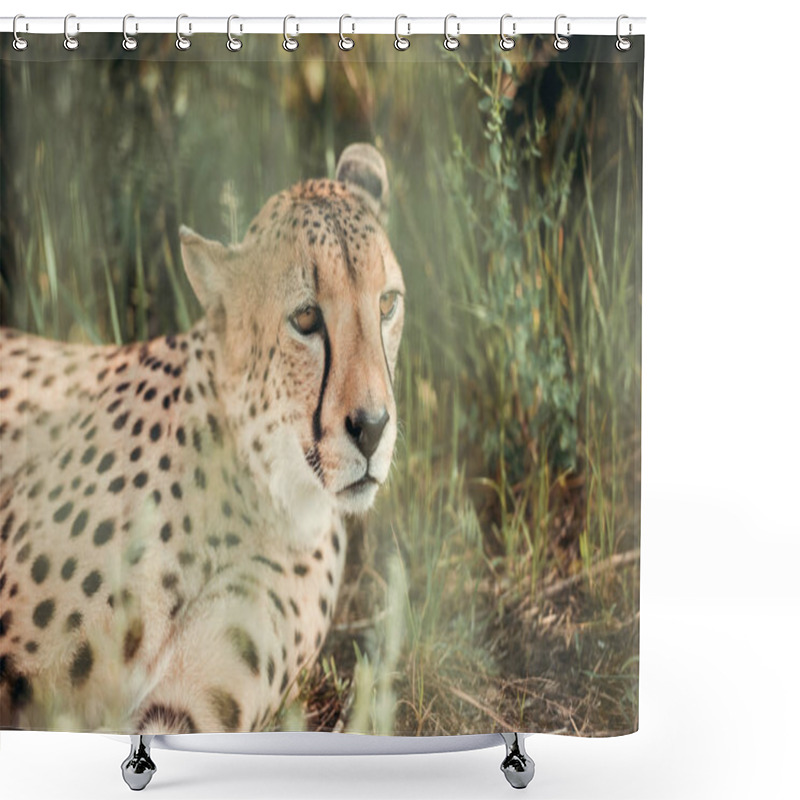 Personality  Close Up View Of Beautiful Cheetah Animal Resting On Green Grass At Zoo Shower Curtains