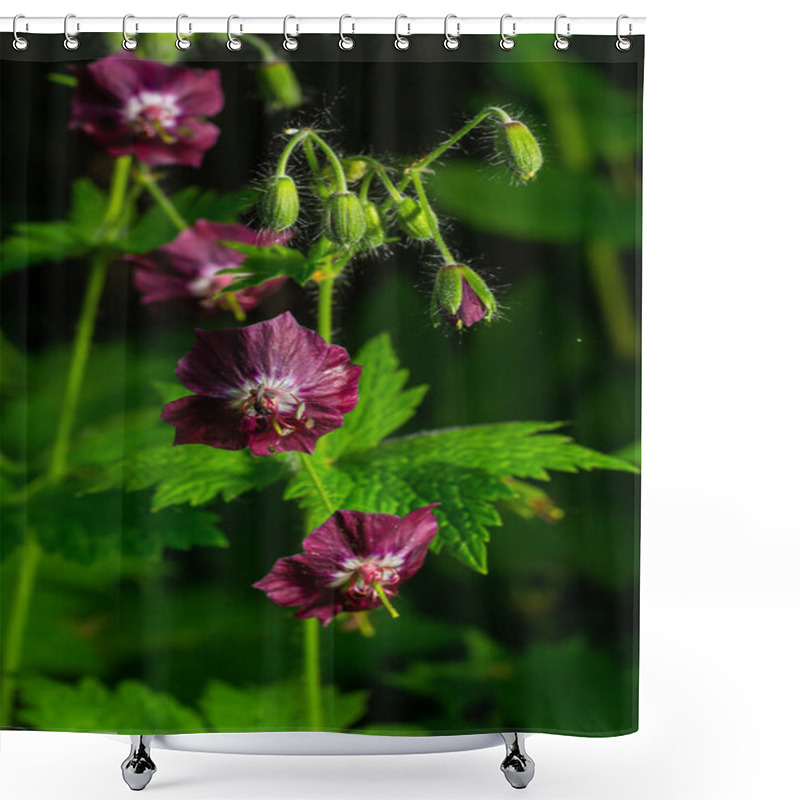 Personality  Purple And Red Flowers Of Geranium Phaeum Samobor In Spring Garden. Shower Curtains