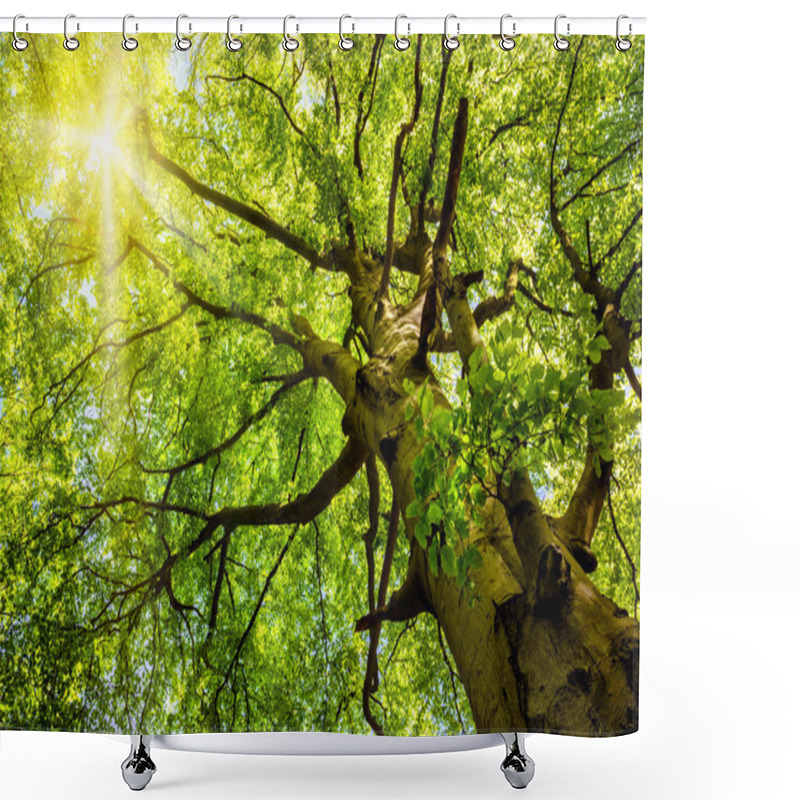 Personality  Sun Shining Through An Old Beech Tree Shower Curtains