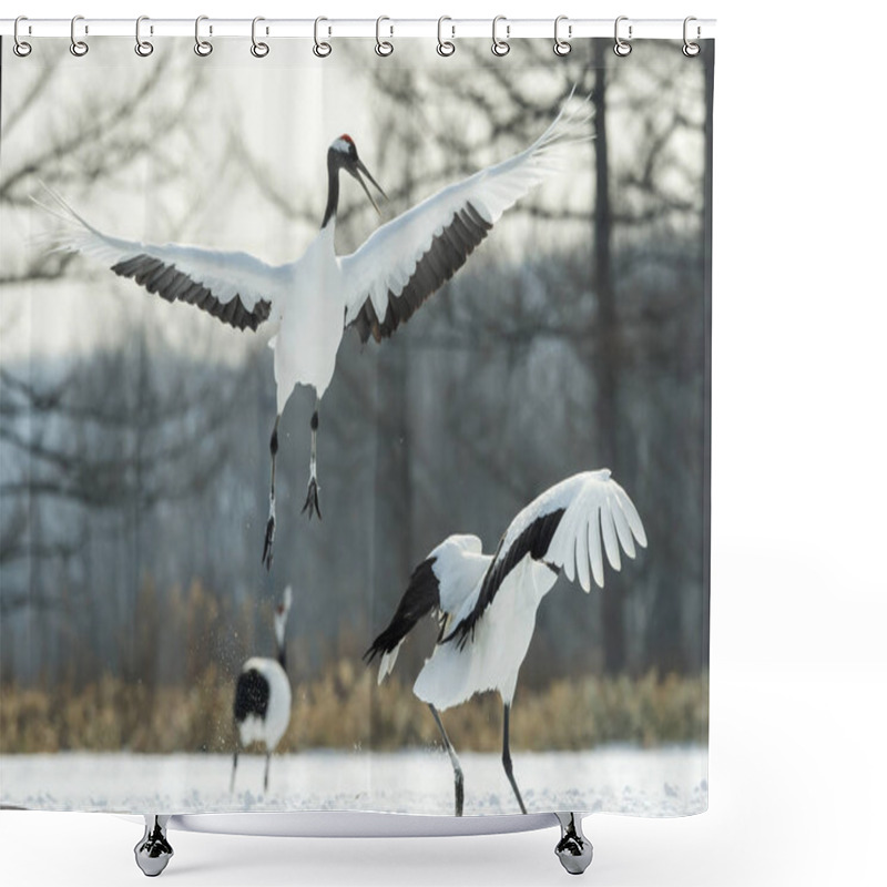 Personality  The Ritual Marriage Dance Of Cranes. The Red-crowned Cranes. Scientific Name: Grus Japonensis, Also Called The Japanese Crane Or Manchurian Crane, Is A Large East Asian Crane. Shower Curtains