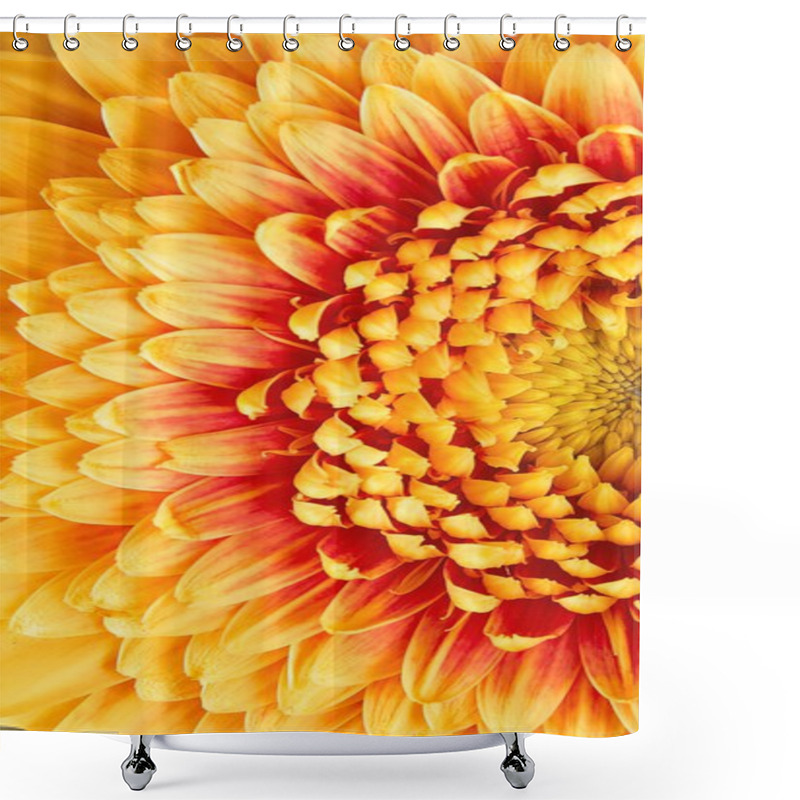 Personality  Gerbera Flower Closeup. Many Petals Shower Curtains